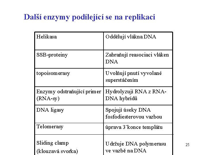 Další enzymy podílející se na replikaci Helikasa Oddělují vlákna DNA SSB-proteiny Zabraňují reasociaci vláken