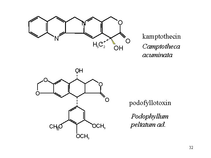 O N N H 5 C 2 OH O kamptothecin Camptotheca acuminata OH O