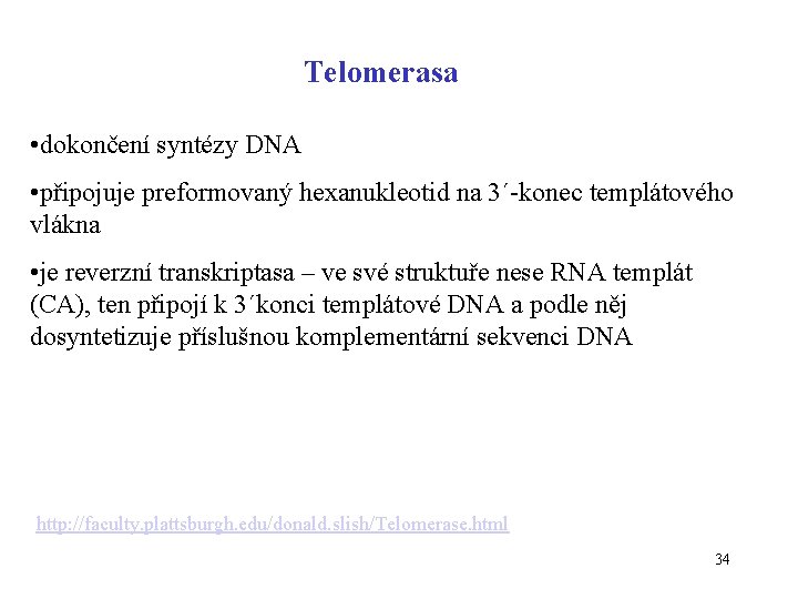 Telomerasa • dokončení syntézy DNA • připojuje preformovaný hexanukleotid na 3´-konec templátového vlákna •