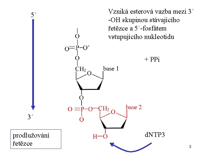 5´ Vzniká esterová vazba mezi 3´ -OH skupinou stávajícího řetězce a 5´-fosfátem vstupujícího nukleotidu