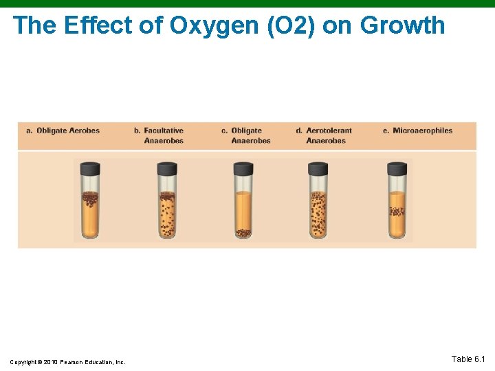 The Effect of Oxygen (O 2) on Growth Copyright © 2010 Pearson Education, Inc.