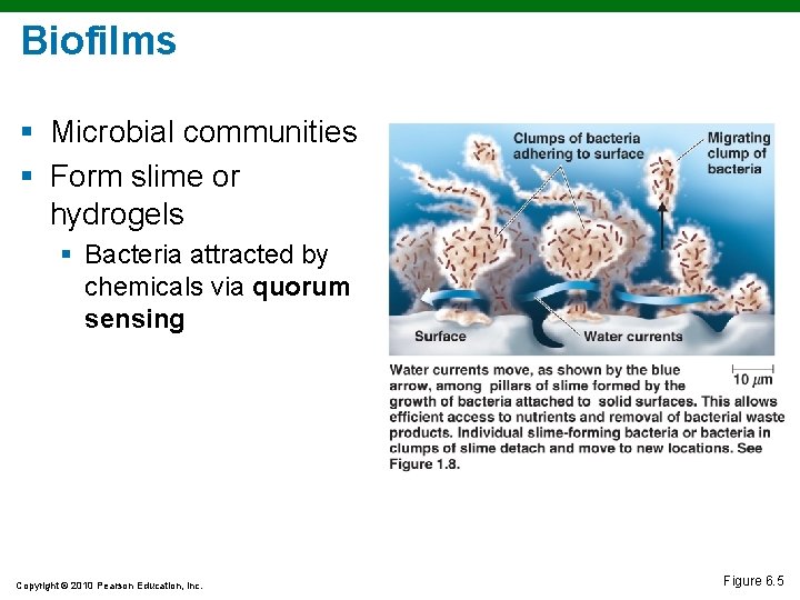 Biofilms § Microbial communities § Form slime or hydrogels § Bacteria attracted by chemicals