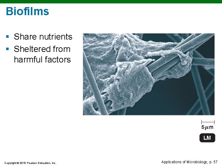 Biofilms § Share nutrients § Sheltered from harmful factors Copyright © 2010 Pearson Education,