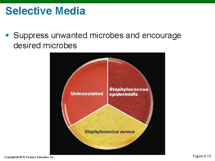 Selective Media § Suppress unwanted microbes and encourage desired microbes Copyright © 2010 Pearson