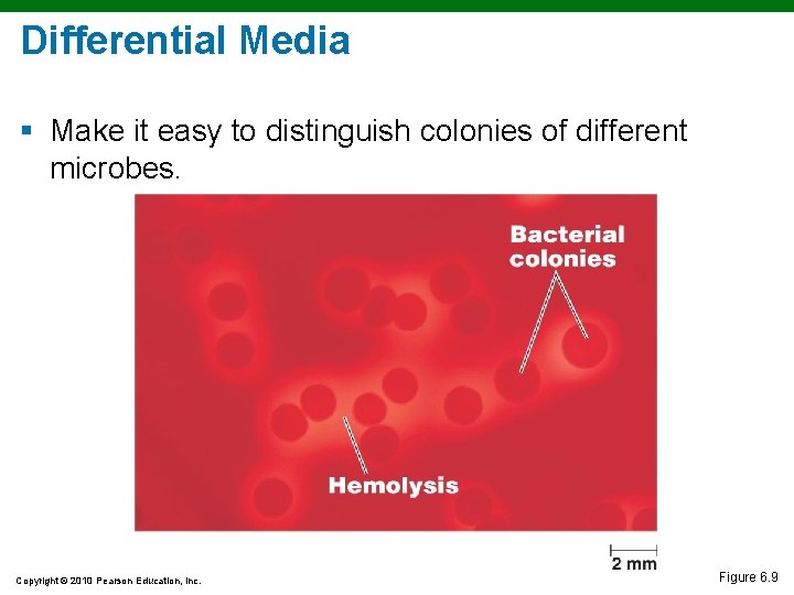 Differential Media § Make it easy to distinguish colonies of different microbes. Copyright ©