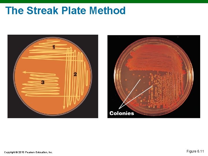 The Streak Plate Method Copyright © 2010 Pearson Education, Inc. Figure 6. 11 