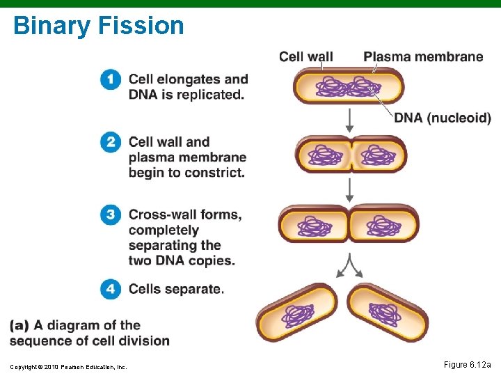 Binary Fission Copyright © 2010 Pearson Education, Inc. Figure 6. 12 a 