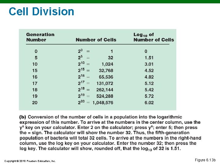 Cell Division Copyright © 2010 Pearson Education, Inc. Figure 6. 13 b 