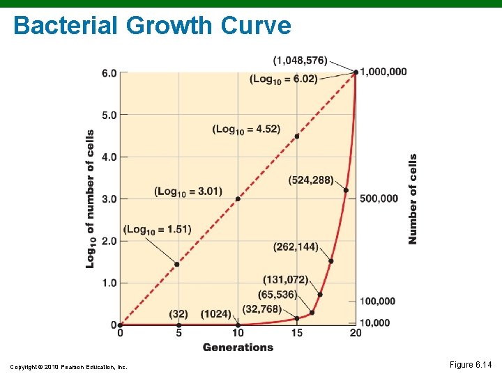 Bacterial Growth Curve Copyright © 2010 Pearson Education, Inc. Figure 6. 14 