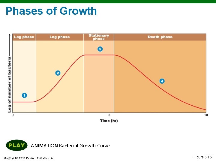 Phases of Growth ANIMATION Bacterial Growth Curve Copyright © 2010 Pearson Education, Inc. Figure