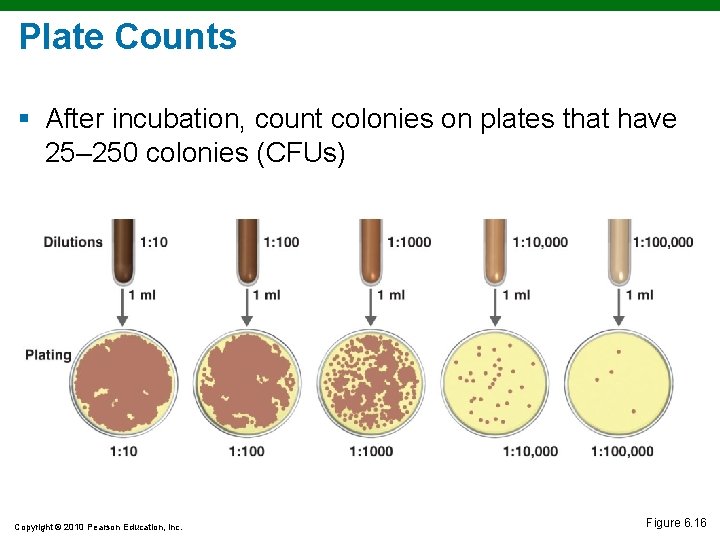 Plate Counts § After incubation, count colonies on plates that have 25– 250 colonies