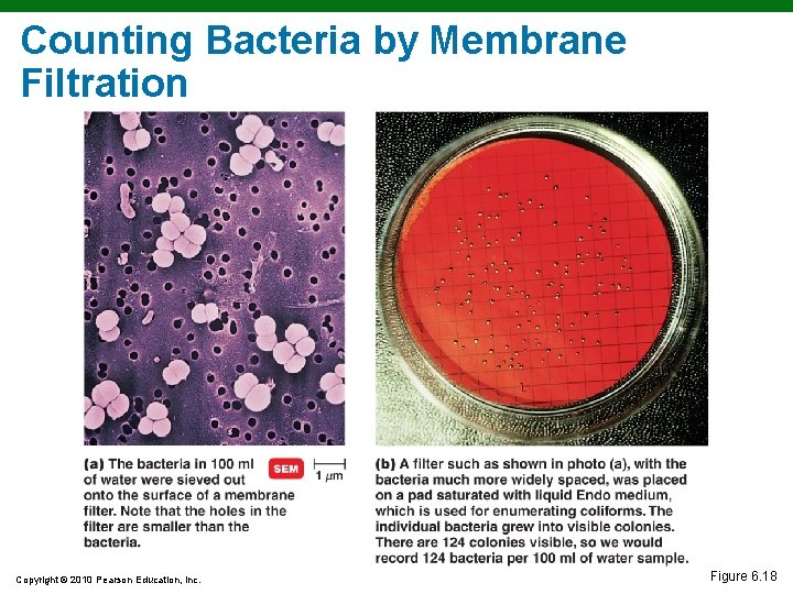 Counting Bacteria by Membrane Filtration Copyright © 2010 Pearson Education, Inc. Figure 6. 18