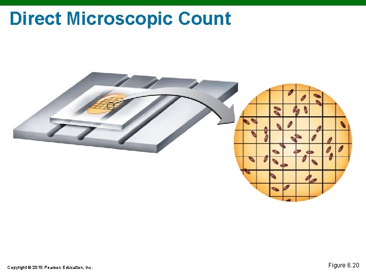 Direct Microscopic Count Copyright © 2010 Pearson Education, Inc. Figure 6. 20 