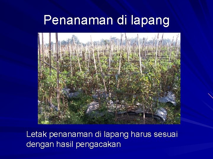 Penanaman di lapang Letak penanaman di lapang harus sesuai dengan hasil pengacakan 