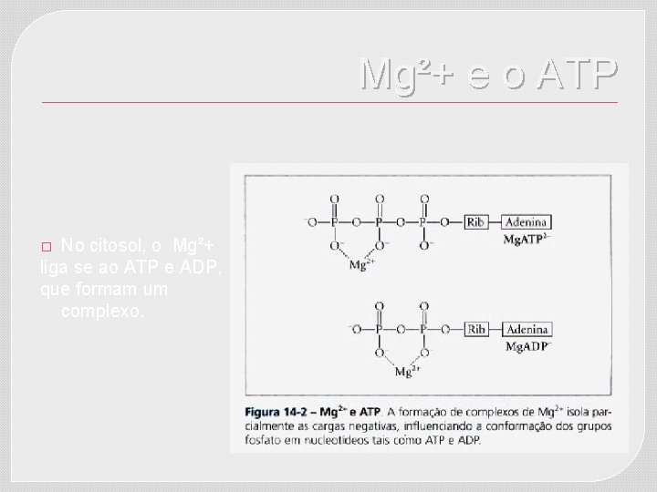 Mg²+ e o ATP No citosol, o Mg²+ liga se ao ATP e ADP,