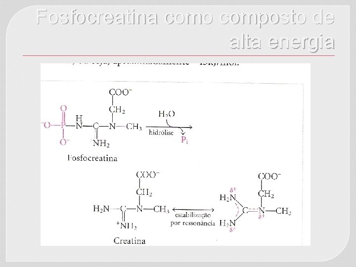 Fosfocreatina como composto de alta energia 