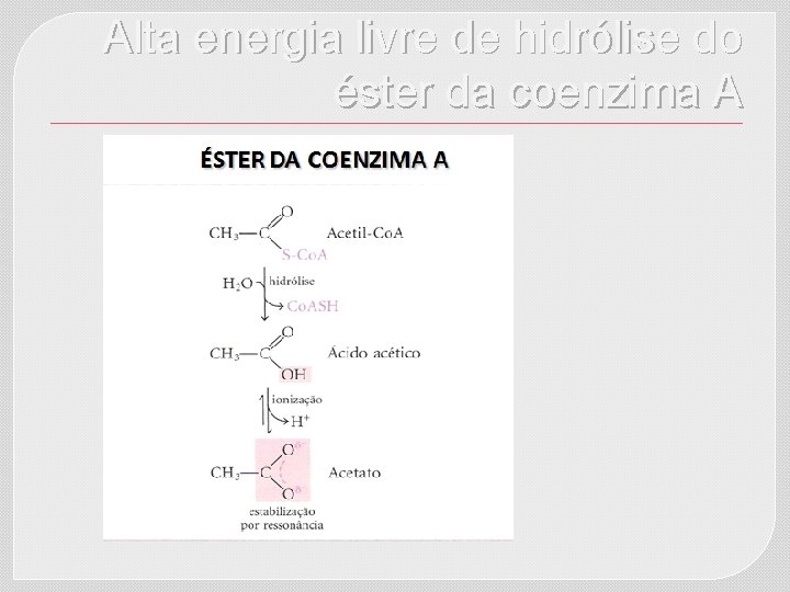 Alta energia livre de hidrólise do éster da coenzima A 