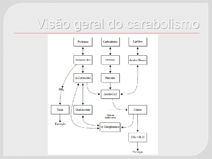 Visão geral do carabolismo 
