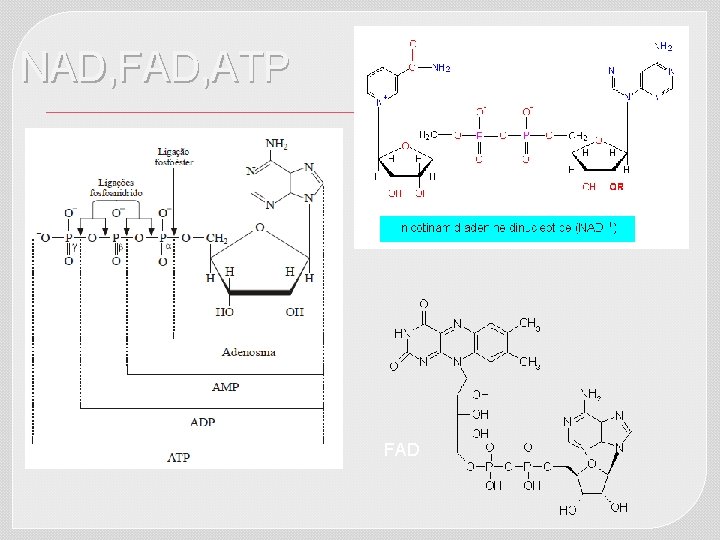 NAD, FAD, ATP FAD 