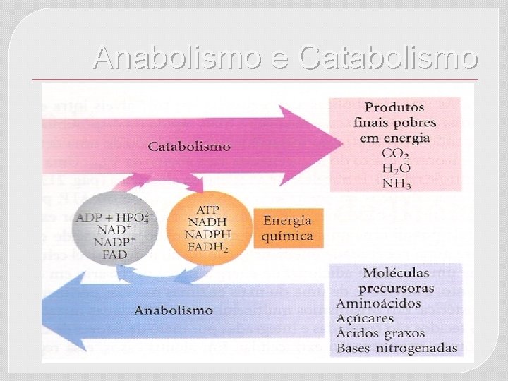 Anabolismo e Catabolismo 