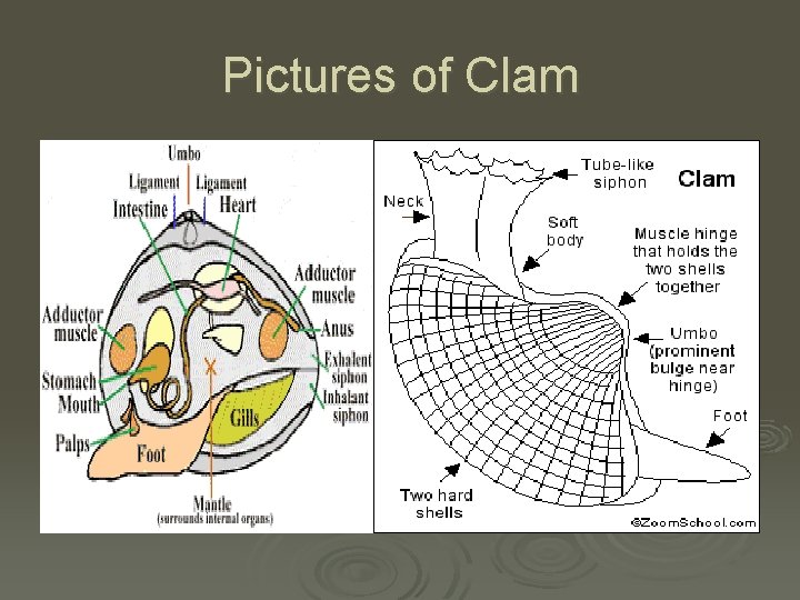 Pictures of Clam 