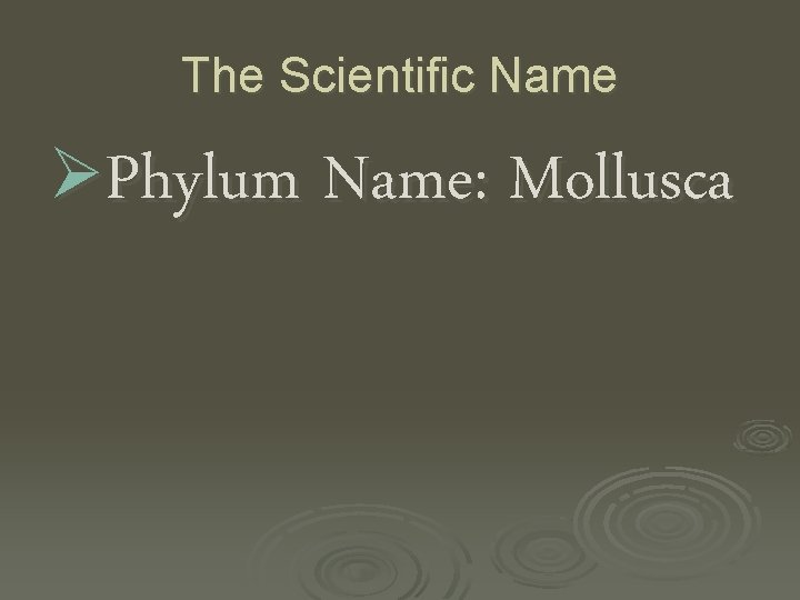 The Scientific Name ØPhylum Name: Mollusca 