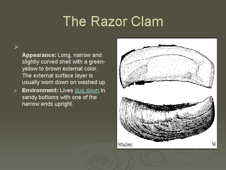 The Razor Clam Ø Appearance: Long, narrow and slightly curved shell with a greenyellow