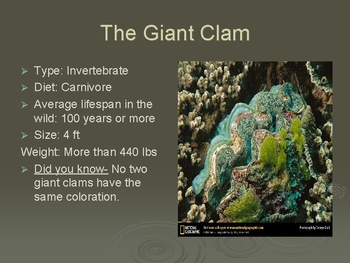 The Giant Clam Type: Invertebrate Ø Diet: Carnivore Ø Average lifespan in the wild: