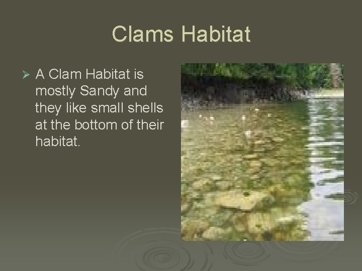 Clams Habitat Ø A Clam Habitat is mostly Sandy and they like small shells