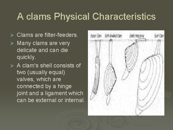 A clams Physical Characteristics Ø Ø Ø Clams are filter-feeders. Many clams are very