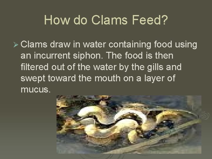 How do Clams Feed? Ø Clams draw in water containing food using an incurrent