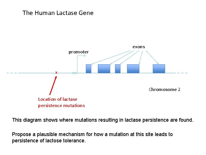 The Human Lactase Gene promoter exons x Chromosome 2 Location of lactase persistence mutations