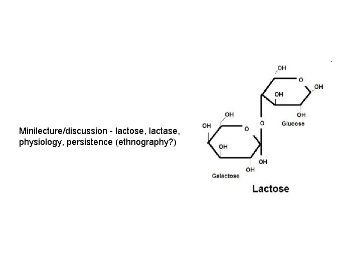 Minilecture/discussion - lactose, lactase, physiology, persistence (ethnography? ) 