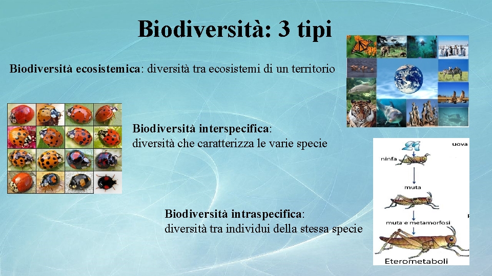 Biodiversità: 3 tipi Biodiversità ecosistemica: diversità tra ecosistemi di un territorio Biodiversità interspecifica: diversità