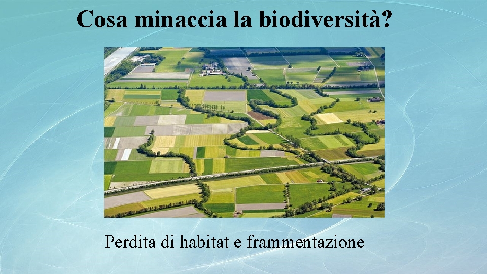 Cosa minaccia la biodiversità? Perdita di habitat e frammentazione 