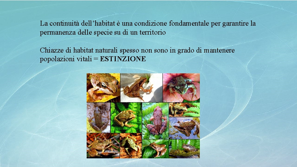 La continuità dell’habitat è una condizione fondamentale per garantire la permanenza delle specie su