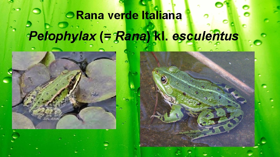 Rana verde Italiana Pelophylax (= Rana) kl. esculentus 