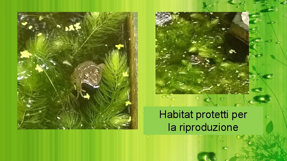 Habitat protetti per la riproduzione 