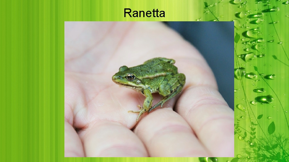 Ranetta 