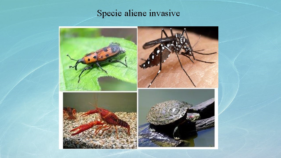 Specie aliene invasive 