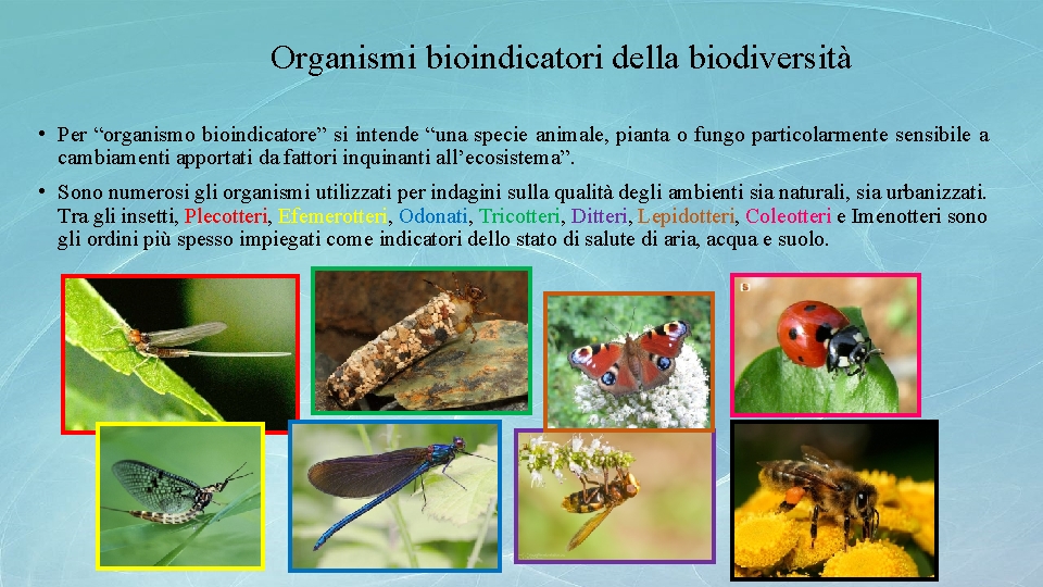 Organismi bioindicatori della biodiversità • Per “organismo bioindicatore” si intende “una specie animale, pianta