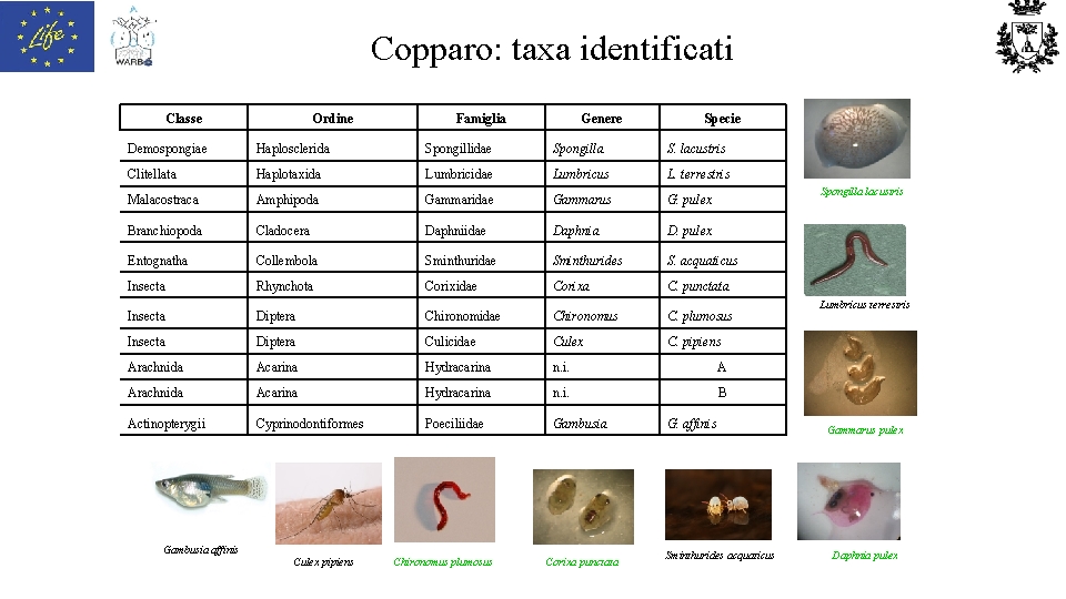 Copparo: taxa identificati Classe Ordine Famiglia Genere Specie Demospongiae Haplosclerida Spongillidae Spongilla S. lacustris