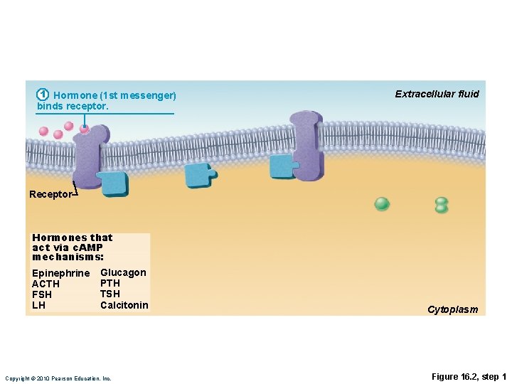 1 Hormone (1 st messenger) Extracellular fluid binds receptor. Receptor Hormones that act via