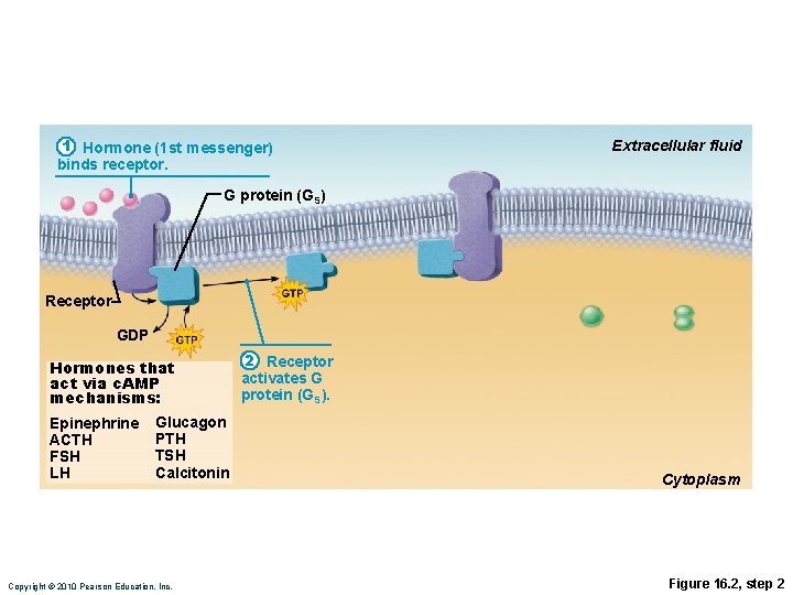 1 Hormone (1 st messenger) Extracellular fluid binds receptor. G protein (GS) Receptor GDP