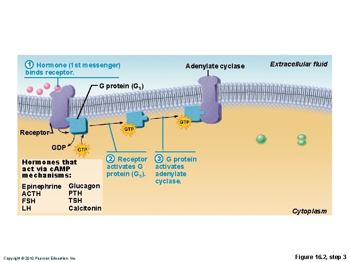 1 Hormone (1 st messenger) binds receptor. Adenylate cyclase Extracellular fluid G protein (GS)