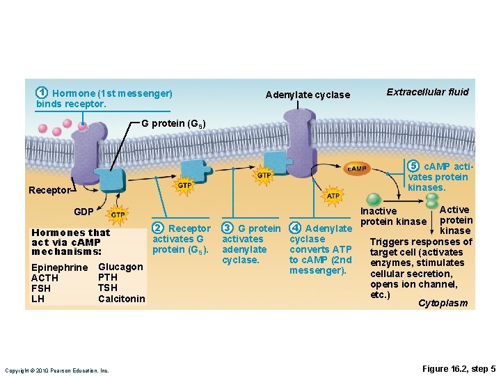 1 Hormone (1 st messenger) binds receptor. Adenylate cyclase Extracellular fluid G protein (GS)
