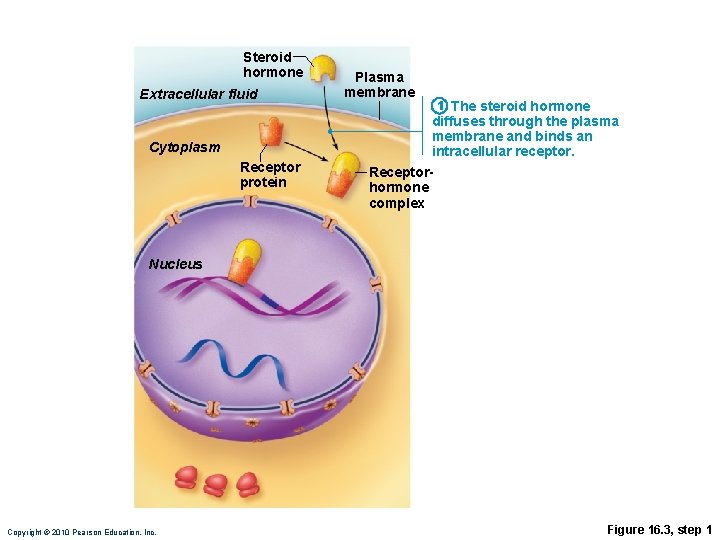 Steroid hormone Extracellular fluid Plasma membrane 1 The steroid hormone diffuses through the plasma