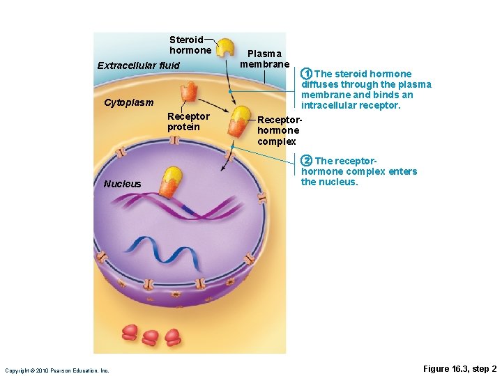 Steroid hormone Extracellular fluid Plasma membrane 1 The steroid hormone diffuses through the plasma