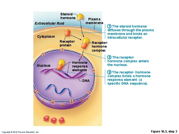 Steroid hormone Extracellular fluid Plasma membrane 1 The steroid hormone diffuses through the plasma