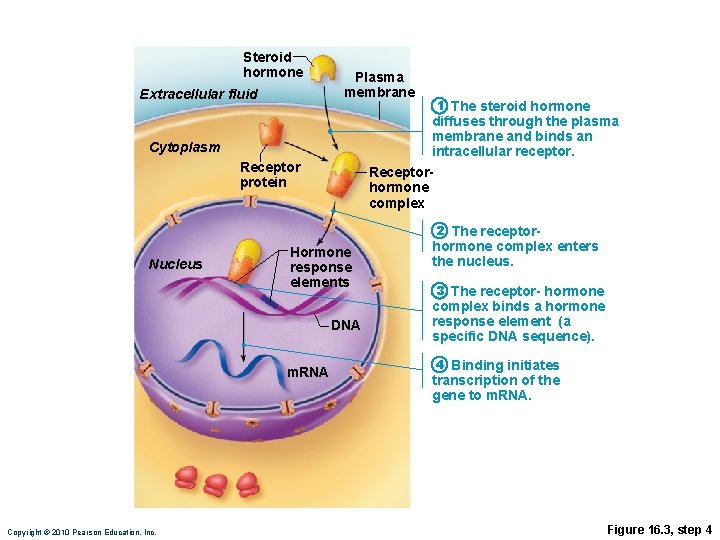 Steroid hormone Extracellular fluid Plasma membrane 1 The steroid hormone diffuses through the plasma